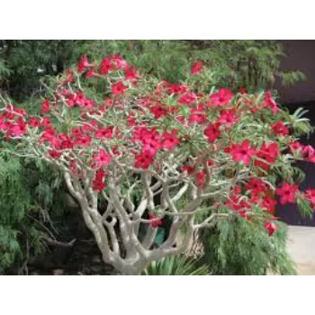 adenium plant (20)-3988947-98679.webp